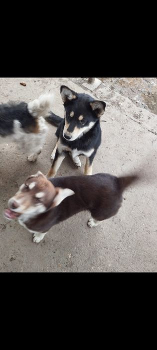 Щенки в добрые руки