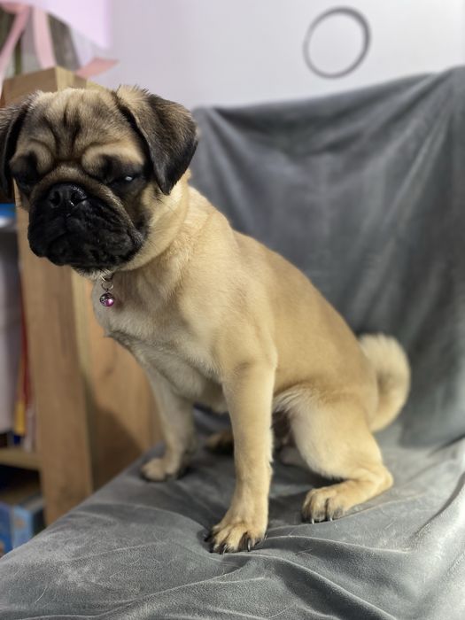 Мопс Белла ищет себе новых хозяев!