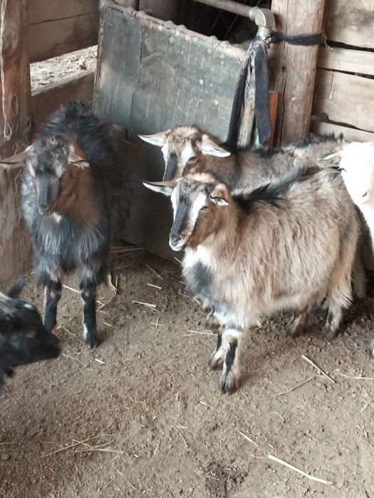 Токты.семіз ешкілер