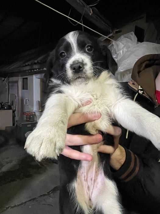 Русский спаниель