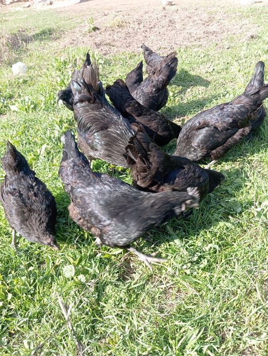 Uxaylyu Oʻhaelu tuxum, tuxumlari sotiladi