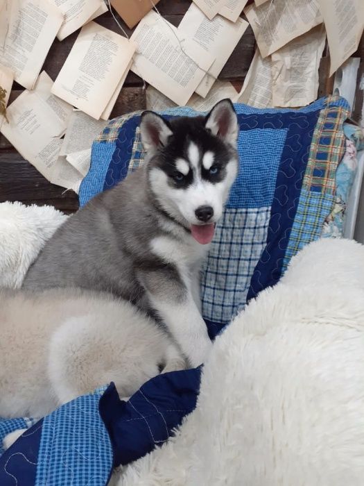 Две голубоглазые принцессы