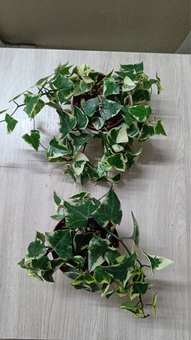 Крестовник  крупноязычковый