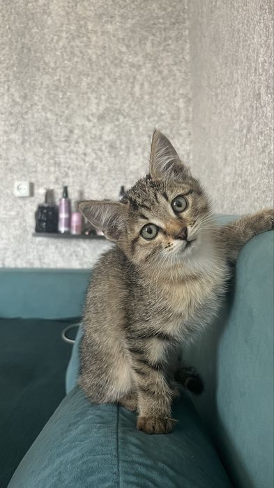 Отдам котенка девочку
