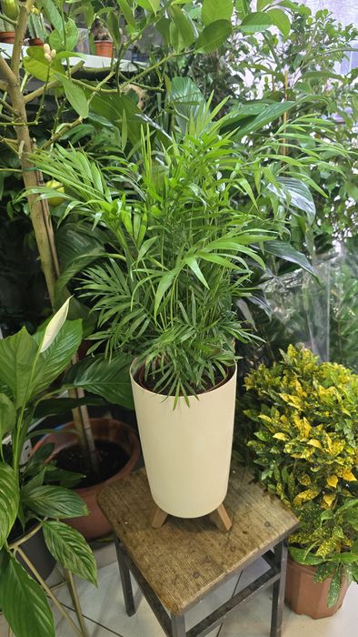 Пальма. Пальма Хамедорея. Комнатная Пальма.