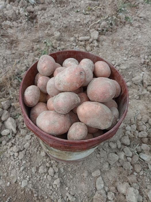 Cartofi de consum belarosa și albe.