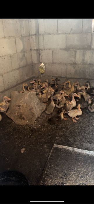 Башкирские утята
