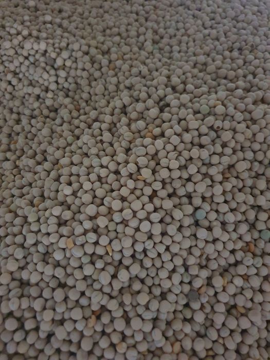 Vând furaj pentru porci , purcei , viței, pui, găini