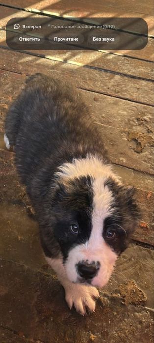 Продается щенок алабай