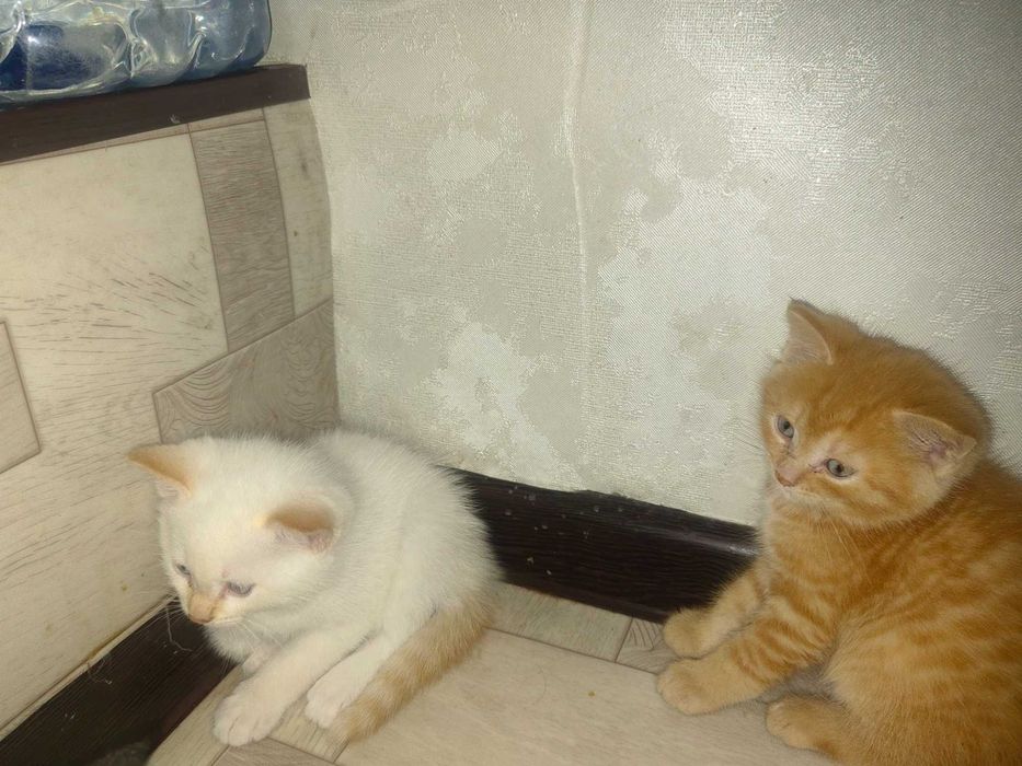Отдам котят,в хрошие руки