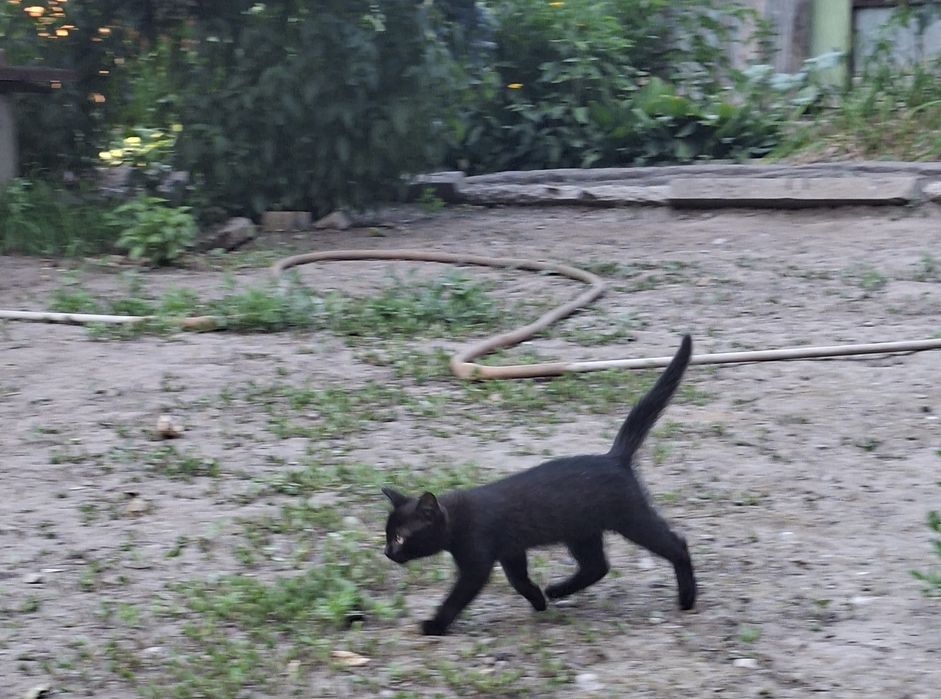 Отдам Котёнка. Мальчик
