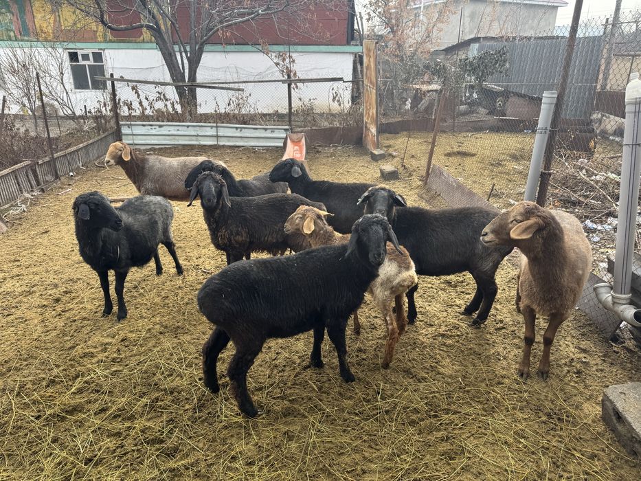 Семіз.    қойлар!!