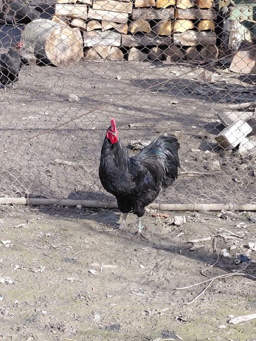 Cocosi australorp