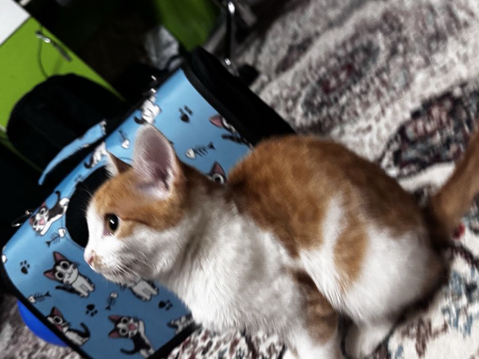 Uy mushugi Домашний котенок