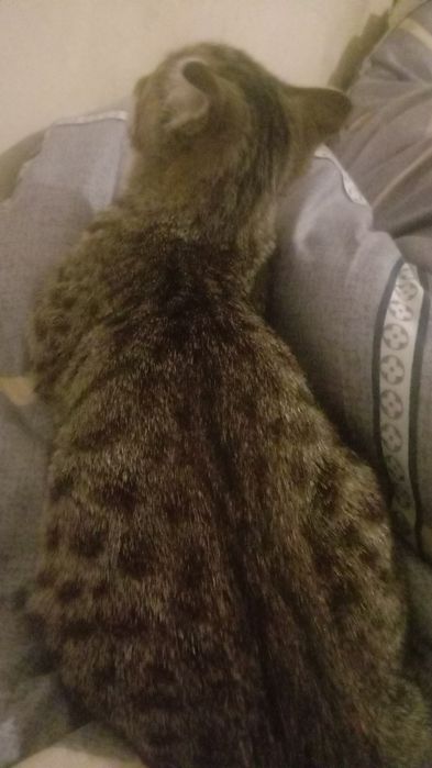 Отдам котенка в добрые руки