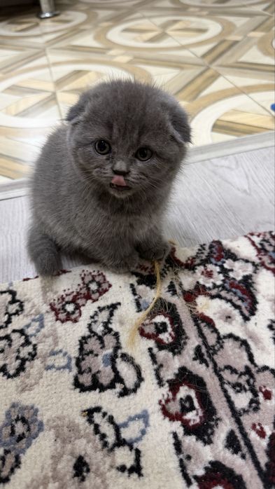 Котята / скоттиш страйт и скоттиш фолд