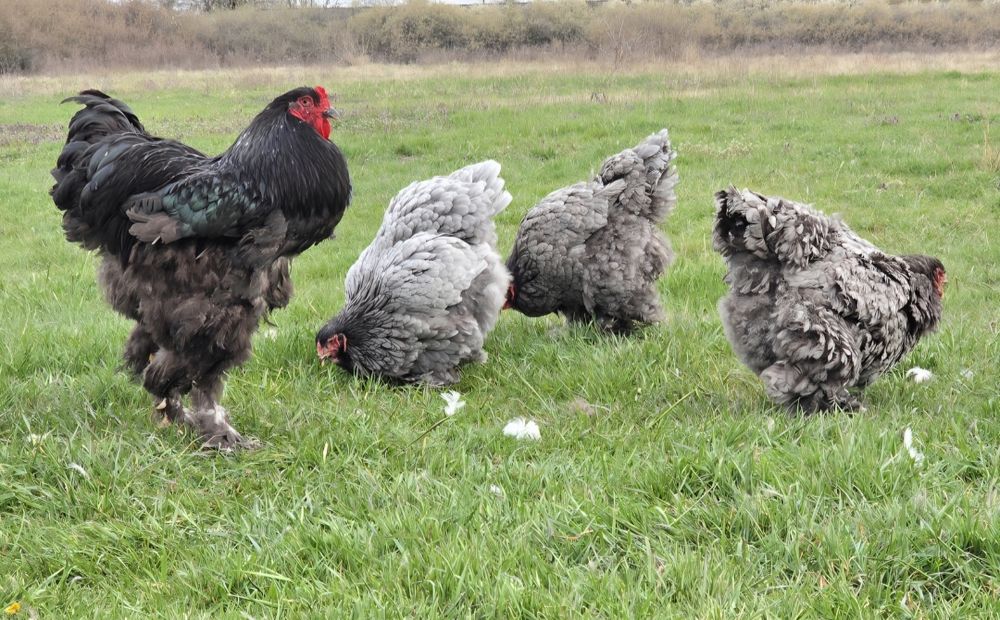 Vand Gaini si Cocosi Brahma diferite culori.Trimit în tara