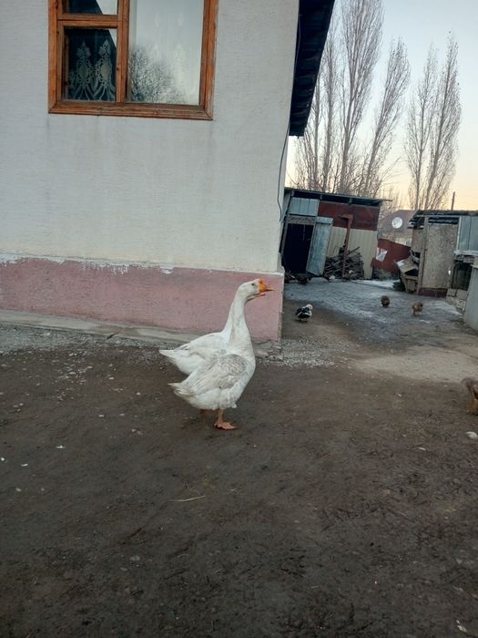 Продам гусят 2 шт