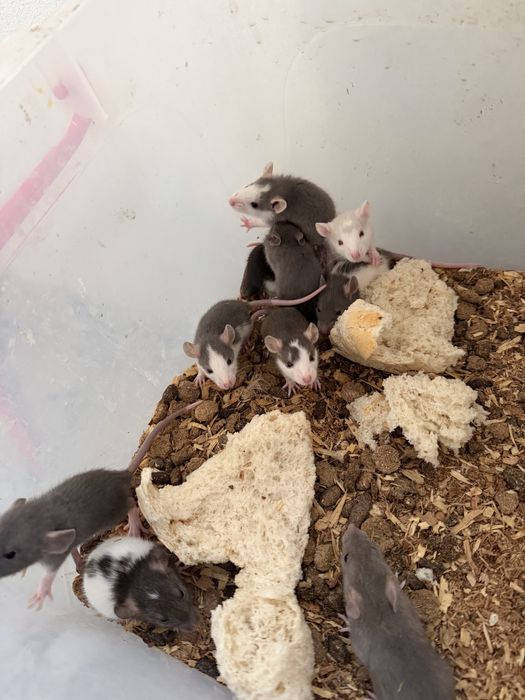 Șobolani dumbo rex si normali de companie