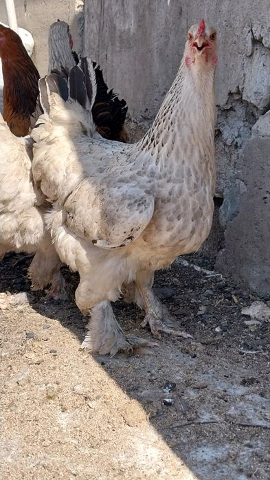 Инкубациялық жұмыртқа!