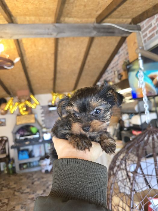 Женско мини йорки