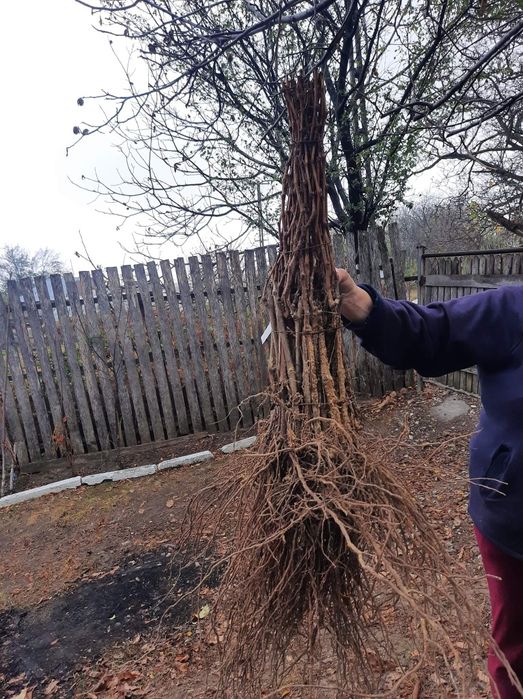 Viță Hibridă anul 3