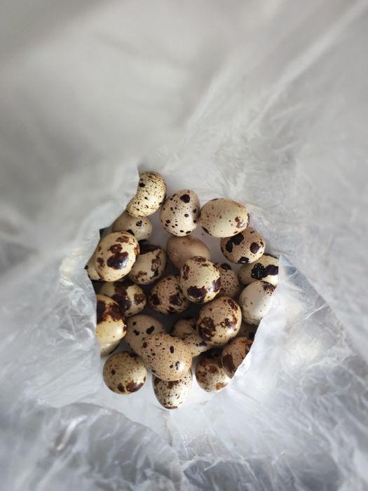 Перепелка балапандары жане инкубационный жумырткалары бар