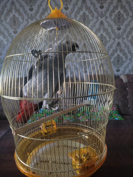 Продается Jako 1 годик
