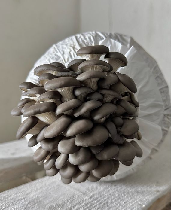 Продам Грибной бизнес