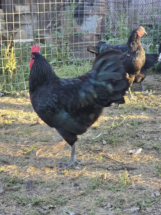 cocosi Australorp,Levenker si bibilici