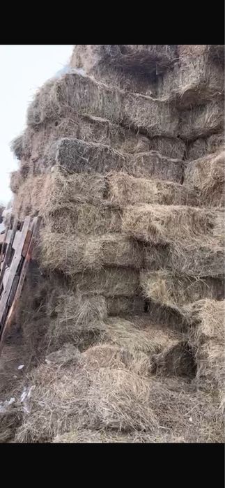 Продам сено тюкованное