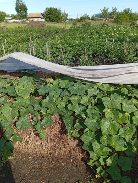 Продам жилой частный дом