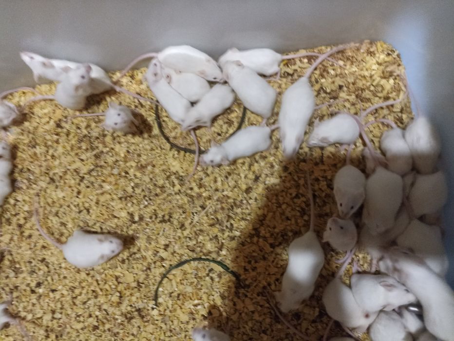 Лабораторные мыши