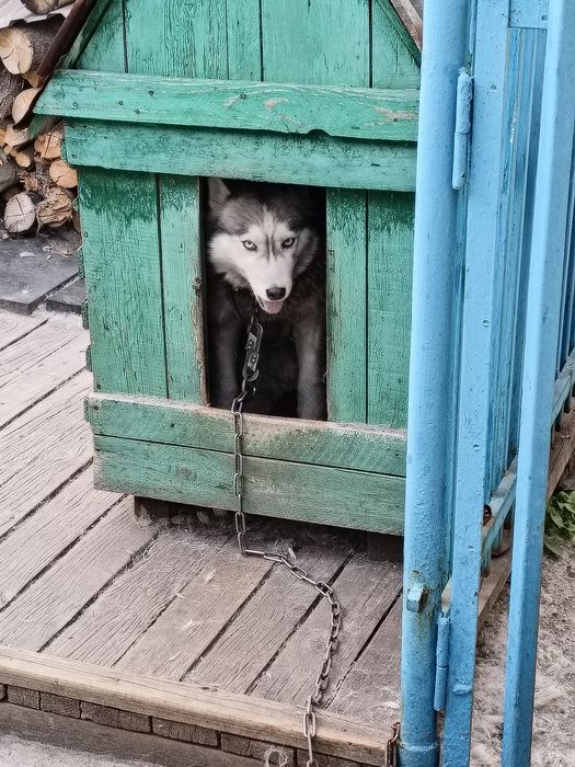 Отдам собаку Хаски девочка