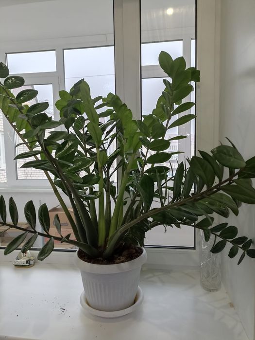 Цветы Долларовое дерево