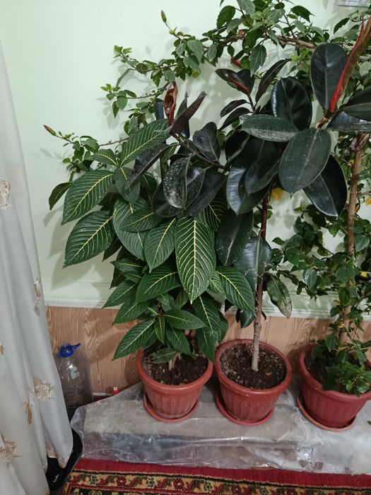 Damashniy gula srochniy sotiladi koʻp yili gular sotiladi srochniy