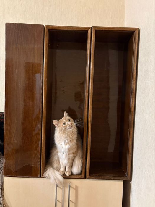 Полки книжные деревянные