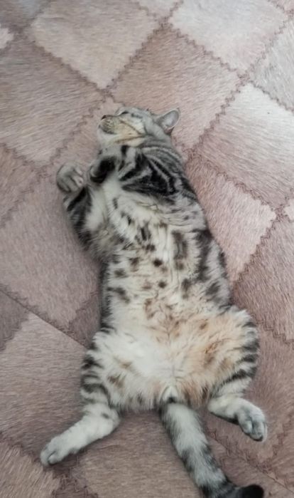 Продам кота с вези с переездом