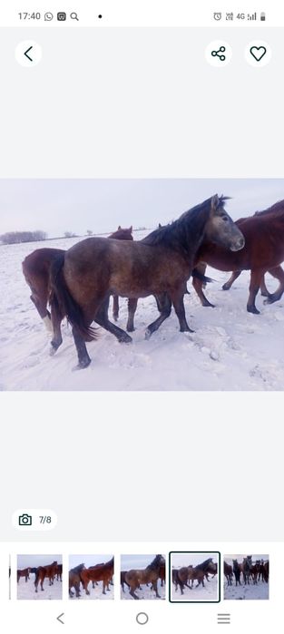 Продам лошади согым.