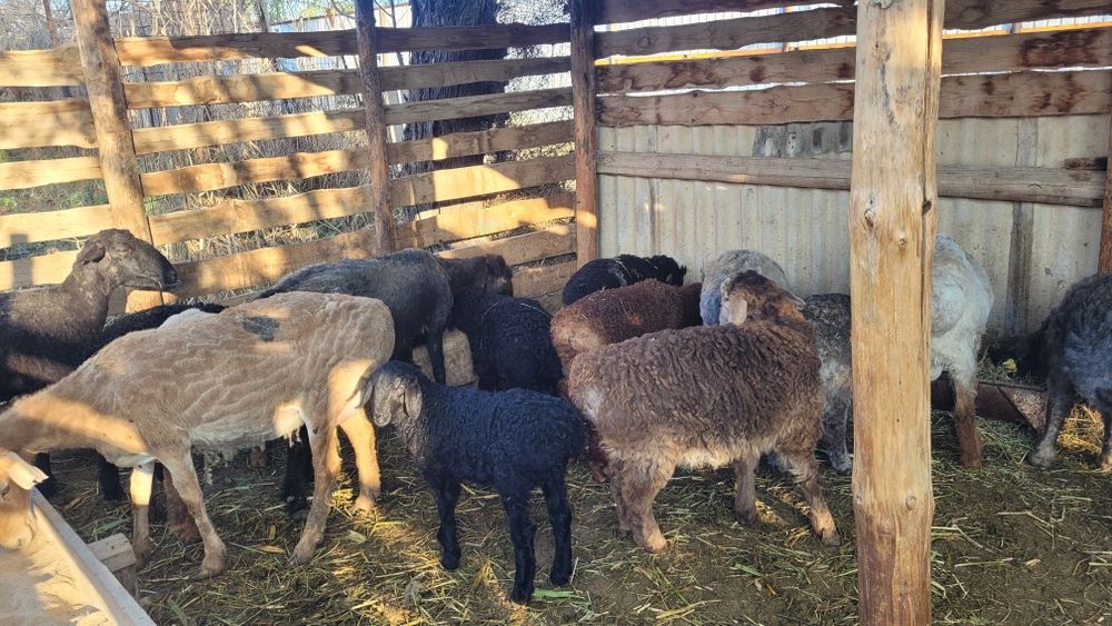 Семіз қой марқа қозы сатылады