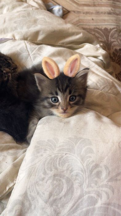 Отдаю котят.Доставка прямо до дома!БЕСПЛАТНО