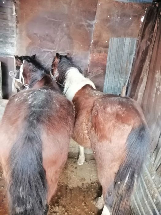 Жылқылар сатылады