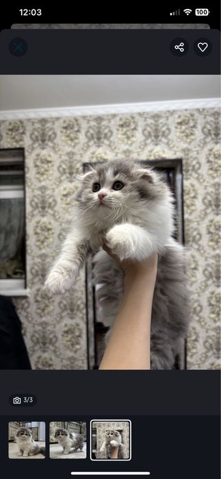 Вислоухая пушистая девочка скотиш фолд