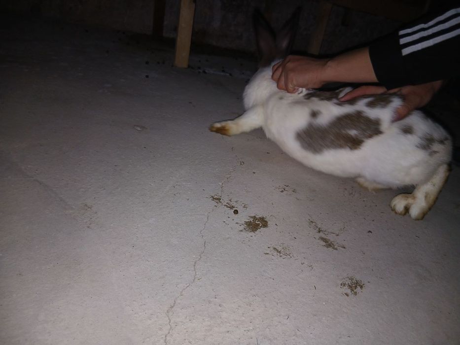 Quyon velikan sotiladi