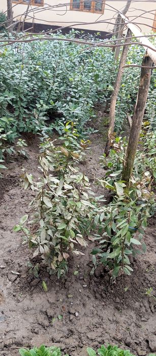 Лавровый лист Lavr bargi Лавр барги