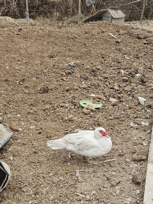 Индоутки белые самки самцы продоются