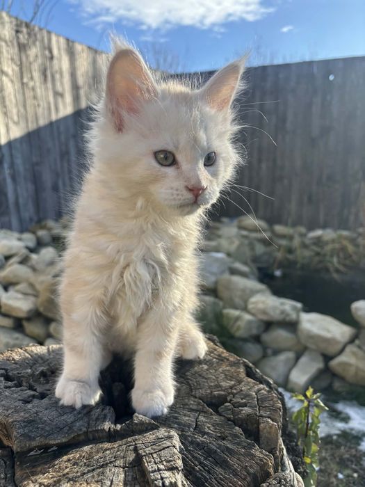 Котенца Мейн Куун