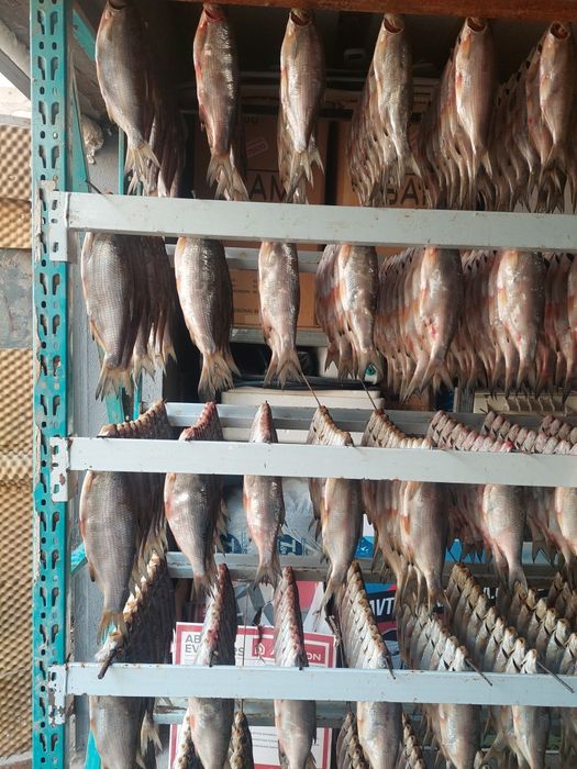 Вяленый Рыбец от 500т до 1200т