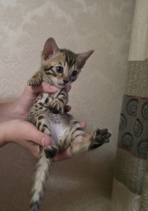 Бенгальские котята