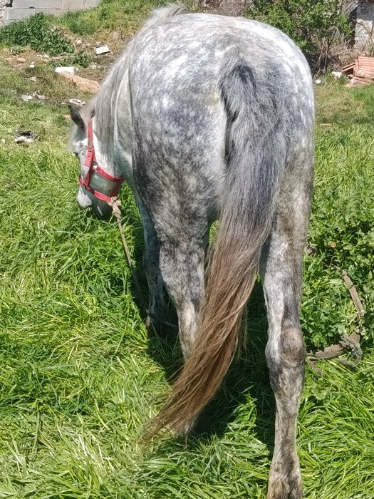 Iapa de vanzare cal castrat de vanzare